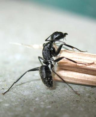 formica-nera-bastoncino